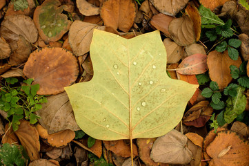 Autumn leaves background