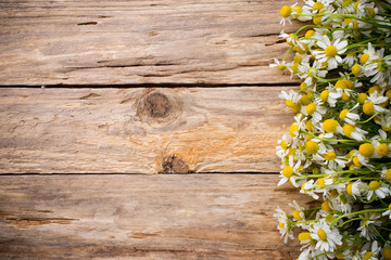 Fototapeta premium Chamomile.