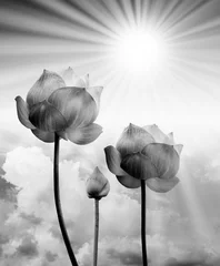 Cercles muraux fleur de lotus lotus noir et blanc à la lumière du soleil