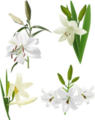 four isolated white lily flowers