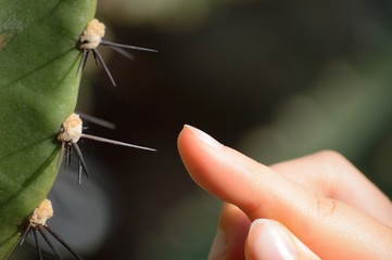 Finger an einem Stachel von Kaktus Pachycereus pringlei sehr nah