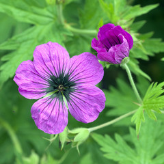 Fototapeta premium Storchschnabel, Geranium, psilostemon, Kolchis,