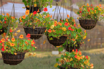 close up nature in many patten style