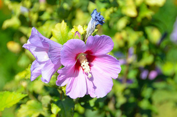 Гибискус сирийский (сирийская роза)