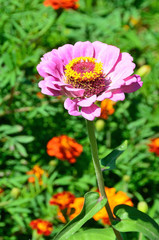 Obraz premium Цветок циннии