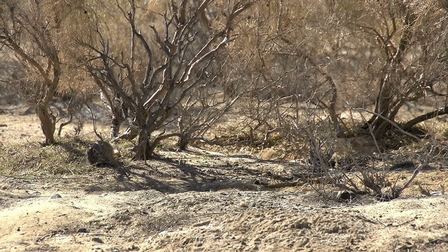Gophers Near Burrows