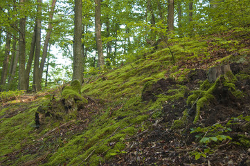 Obraz premium Green Slope