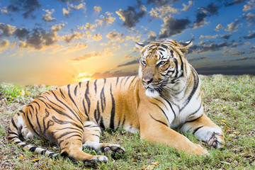 Adult Tiger at Dawn
