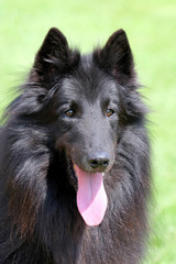 Black Belgian Shepherd Dog