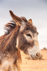 Brown donkey