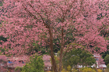 Naklejka premium close up nature in many patten style