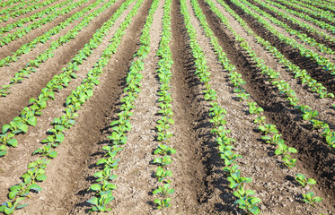 Rows of  plants in a cultivated farmers field