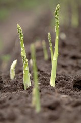 Spargel Ernte steht an