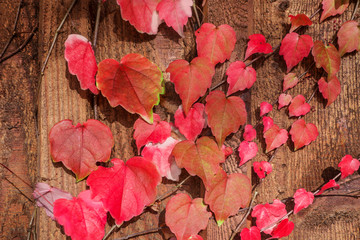 Naklejka na ściany i meble Liebliches Herbstlaub