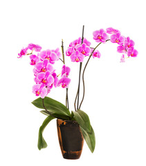 Naklejka na ściany i meble light pink orchid flowers isolated on white background