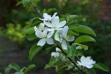 Flowering branch