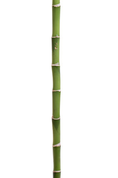 Fresh bamboo isolated on white background