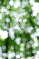 Fototapeta premium green nature background