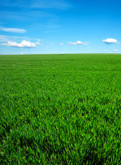 green field