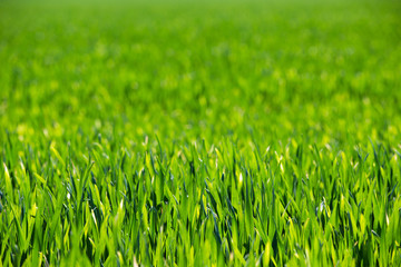 green grass