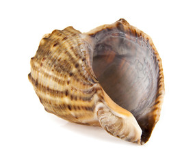 shell