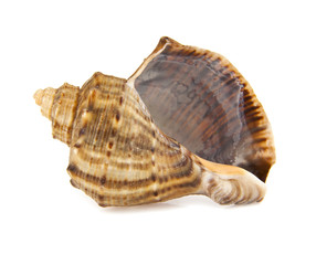 shell