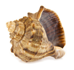 shell