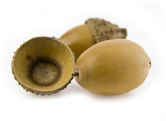 acorns
