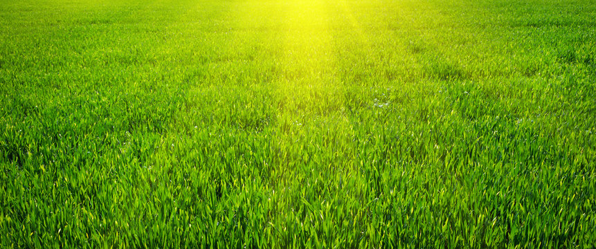 Green lawn for background © ZaZa studio