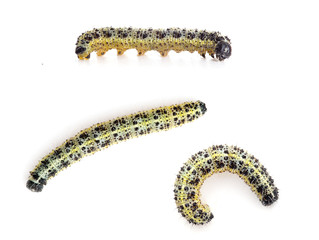 Caterpillars of Large cabbage white butterfly, Pieris brassicae,