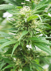 Flowering cannabis plant