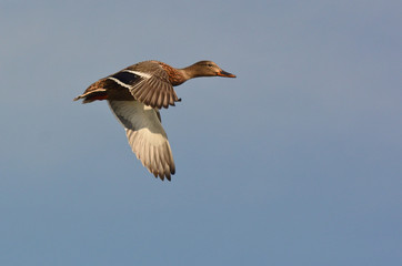 germano reale (Anas platyrhynchos) in volo - femmina