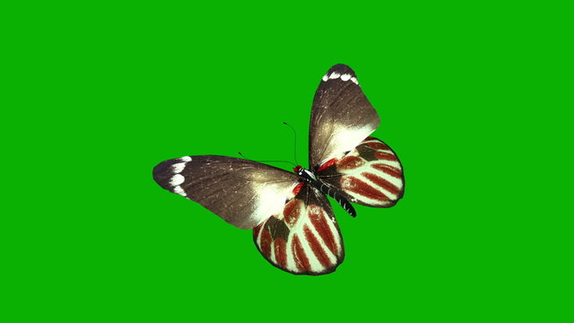 Butterfly footage