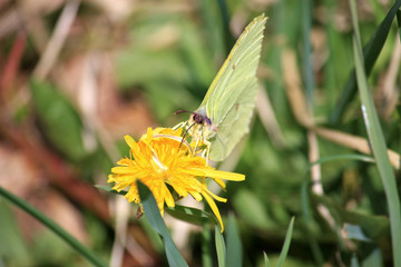 Brimstone Butterfly