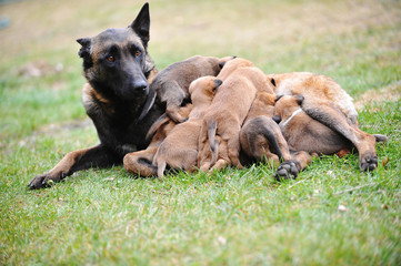female dog  with puppies