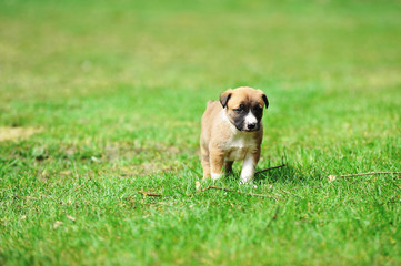 Fototapeta premium puppy belgian shepherd malinois