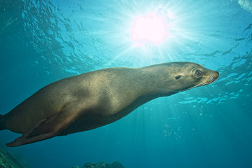 Naklejka premium Puppy sea lion underwater looking at you
