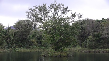 한국의 숲