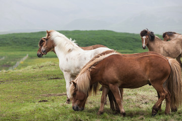Iceland. Horses in the meadow