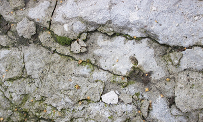 rough stone background old concrete wall moss