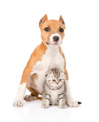 dog and small cat sitting together. isolated on white background