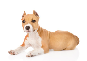 portrait staffordshire terrier puppy with cropped ears. isolated