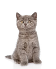 little kitten sitting in front and looking up. isolated on white