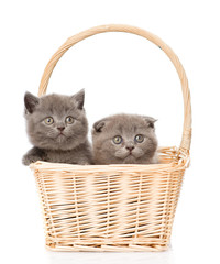 Fototapeta na wymiar two cute kittens in basket looking at camera. isolated on white