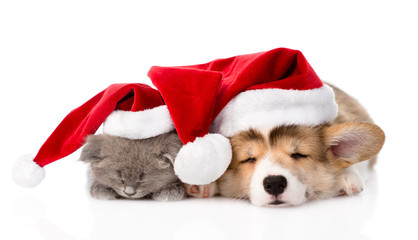Pembroke Welsh Corgi puppy and kitten with red santa hats sleepi