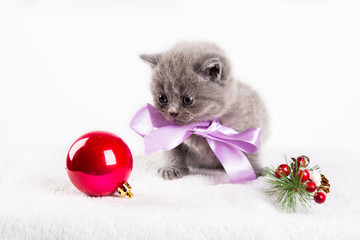 katzenbaby weihnachten