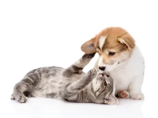 Zelfklevend Fotobehang Kat kat spelen met een hond. Geïsoleerd op witte achtergrond