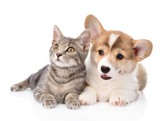 Fototapeta na wymiar Pembroke Welsh Corgi puppy lying with cat together and looking a