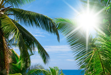 Fototapeta na wymiar Exotic Paradise Sunshine View