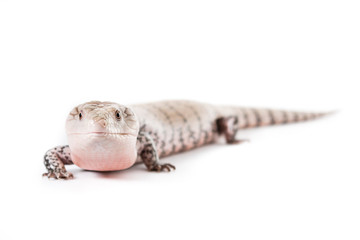 Blue-Tongued Skink